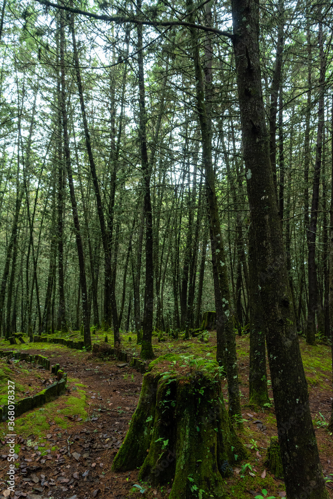 Obraz premium Manantlan