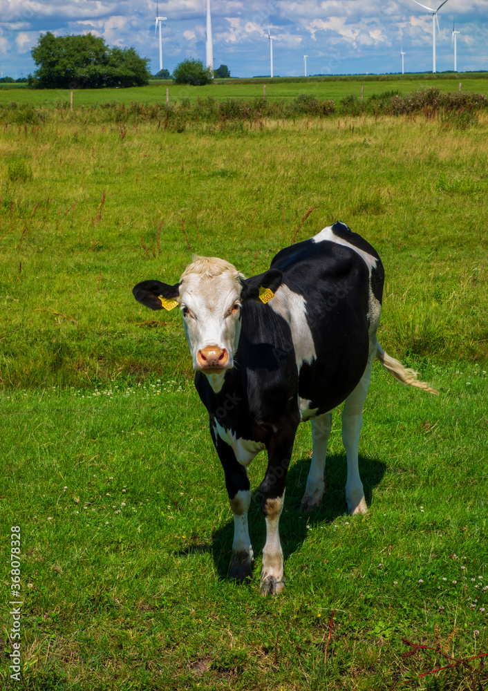 Landscape with cows and windmills near Bunschoten, Netherlands
