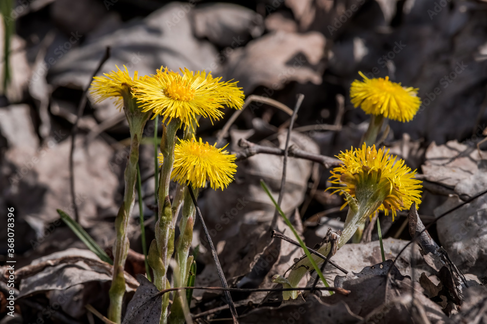 Coltsfoot (Tussilago farfara) in meadow, Central Russia Coltsfoot (Tussilago farfara) in meadow, Central Russia