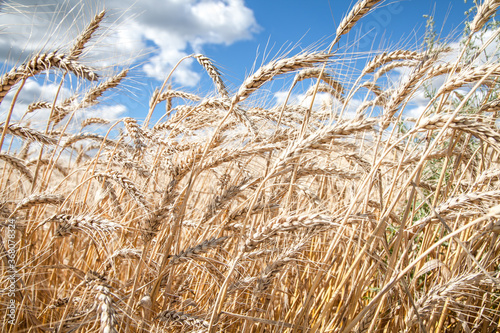 wheat field. Harvest. Agriculture. Harvest.