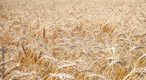 wheat field. Harvest. Agriculture. Harvest.