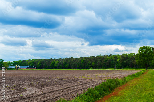 Rural landscape with young corn field and heavy clouds near Almelo  Netherlands 