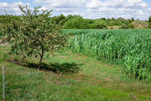 Green cornfield. Rural economy. Harvesting corn.