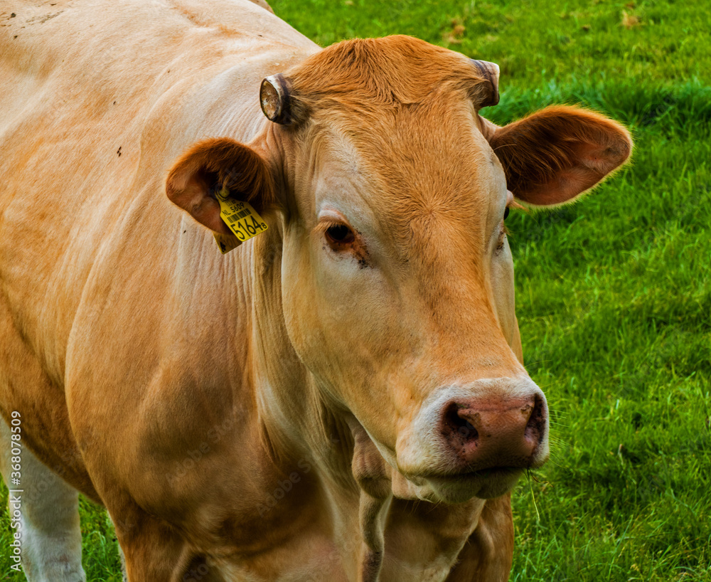 Close up of a red cow in the Netherlands
