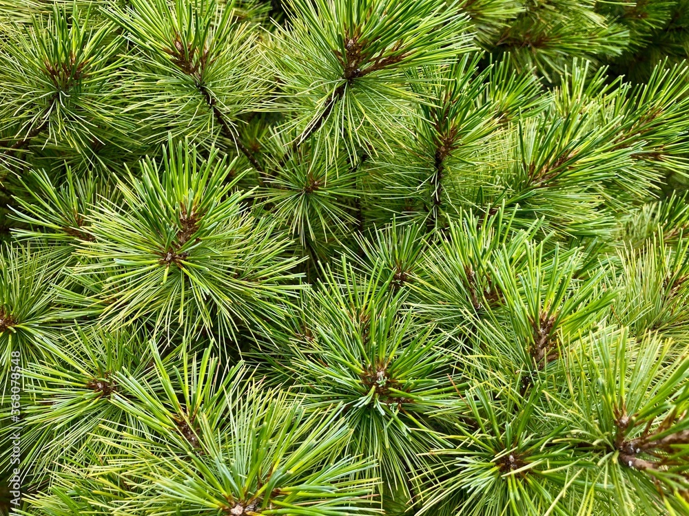 close up of pine branches