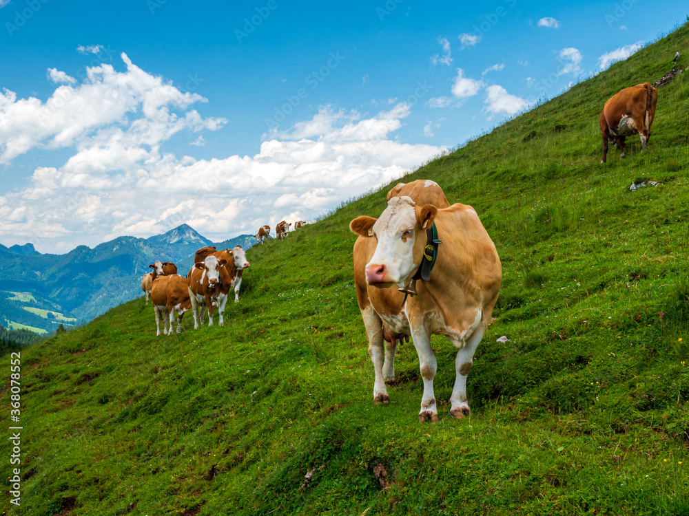 Fototapeta premium Austrian mountain landscape with happy cows and blue sky