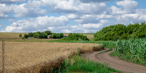 Rye field. Agriculture. Harvest.