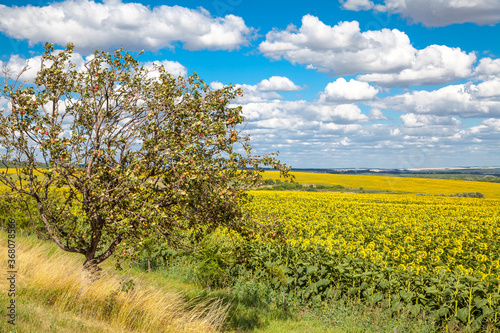 sunflowers against the blue sky. summer flowers.