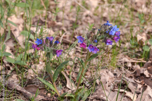 Unspotted Lungwort  Pulmonaria obscura  in forest  Central Russia