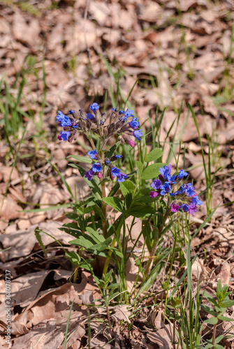 Unspotted Lungwort (Pulmonaria obscura) in forest, Central Russia