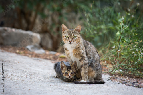 Spotted cat with her kitten in the street