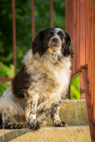 Metis English cocker spaniel is sitting on the porch of the house 