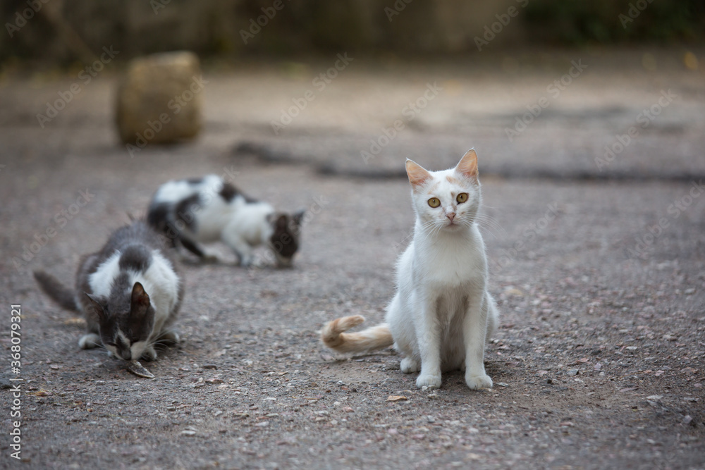 Fototapeta premium White stray cat on the streets of the city