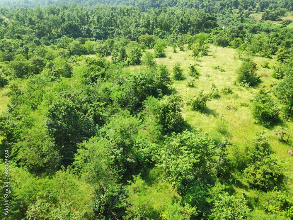 green forest in the morning