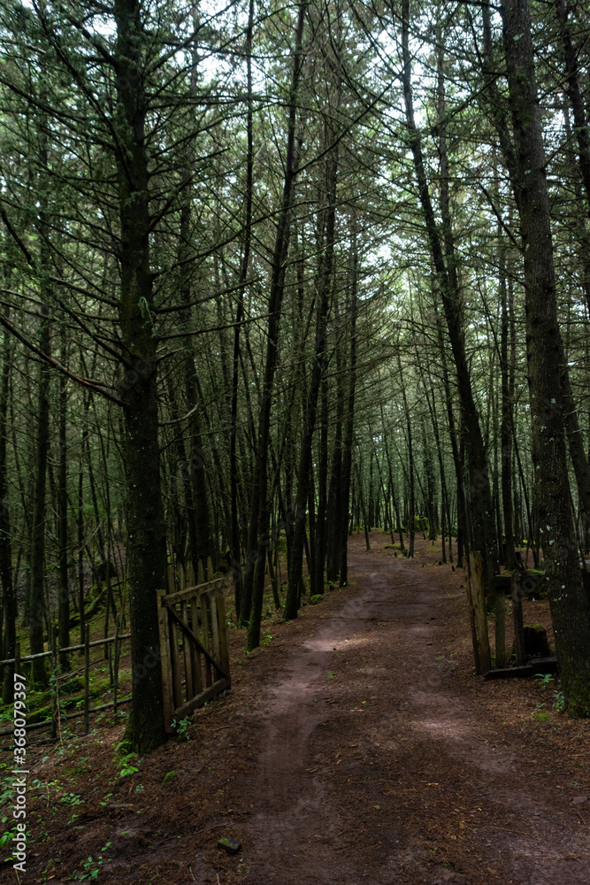 Fototapeta premium Manantlan