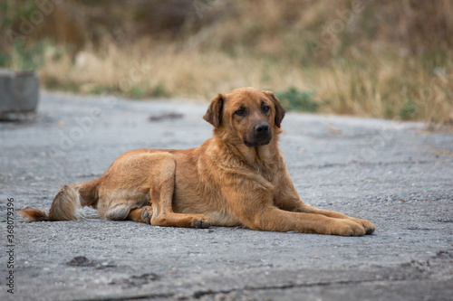 A homeless red-haired dog lies on a city street