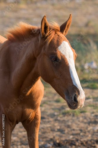 Brown foal  horse. Close-up portrait in the evening sun
