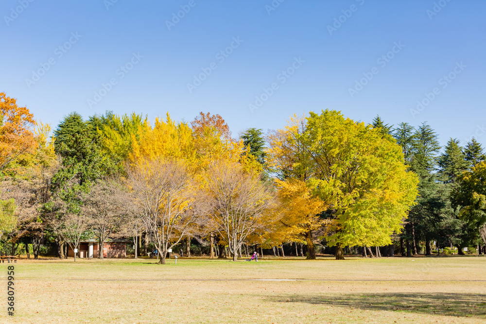 autumn colorful trees and blue sky in the park of Tokyo, Japan