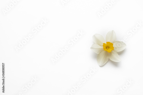 narcissus daffodil inflorescence isolated on white. light floral minimalistic background with copy space for your text wide horizontal landscape format