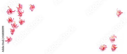 small pink hyacinth flowers isolated on white are scattered around the edge of the banner in the form of a frame. delicate floral background for advertising print banner layout wide horizontal format
