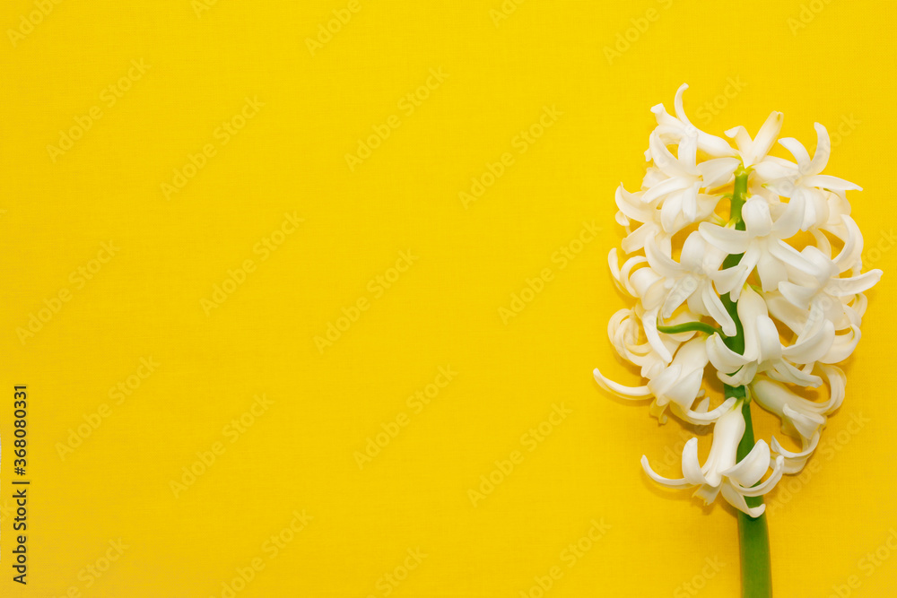 white hyacinth flower isolated on yellow background banner. bright summer design, copy space for your text horizontal wide format banner