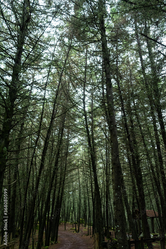 Obraz premium Manantlan