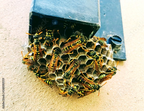 Wasps in the hive