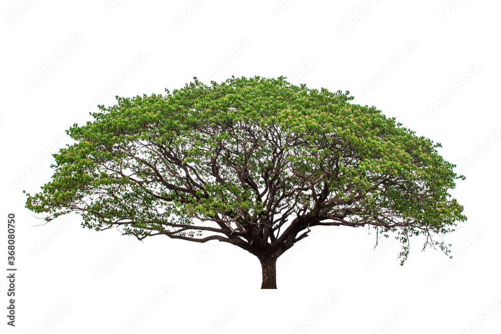 Trees isolated on white background, tropical trees isolated used for design, File contains with clipping path so easy to work. Trees isolated on white background, tropical trees isolated used for design, File contains with clipping path so easy to work.