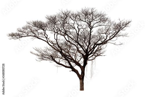 Dead Trees isolated on white background, tropical trees isolated used for design, File contains with clipping path so easy to work. © NOOMUBON PHOTO