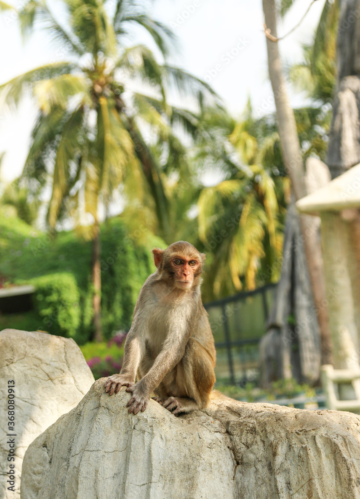 monkey sitting on a stone and looking monkey sitting on a stone and looking