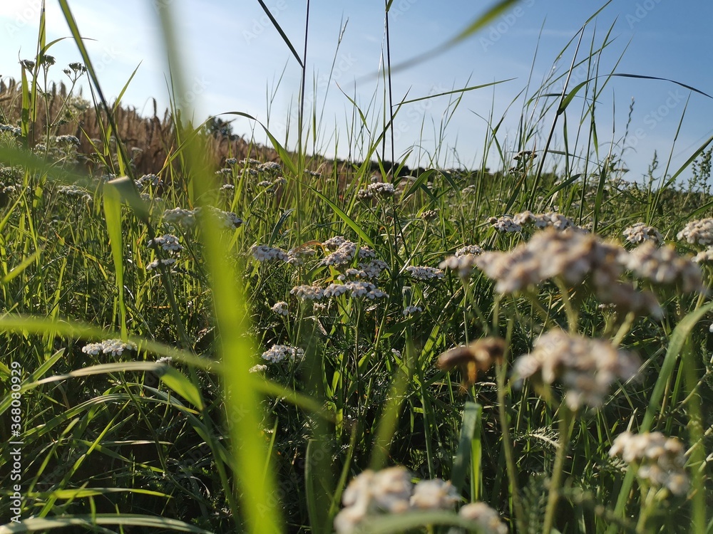 Fototapeta premium grass and water
