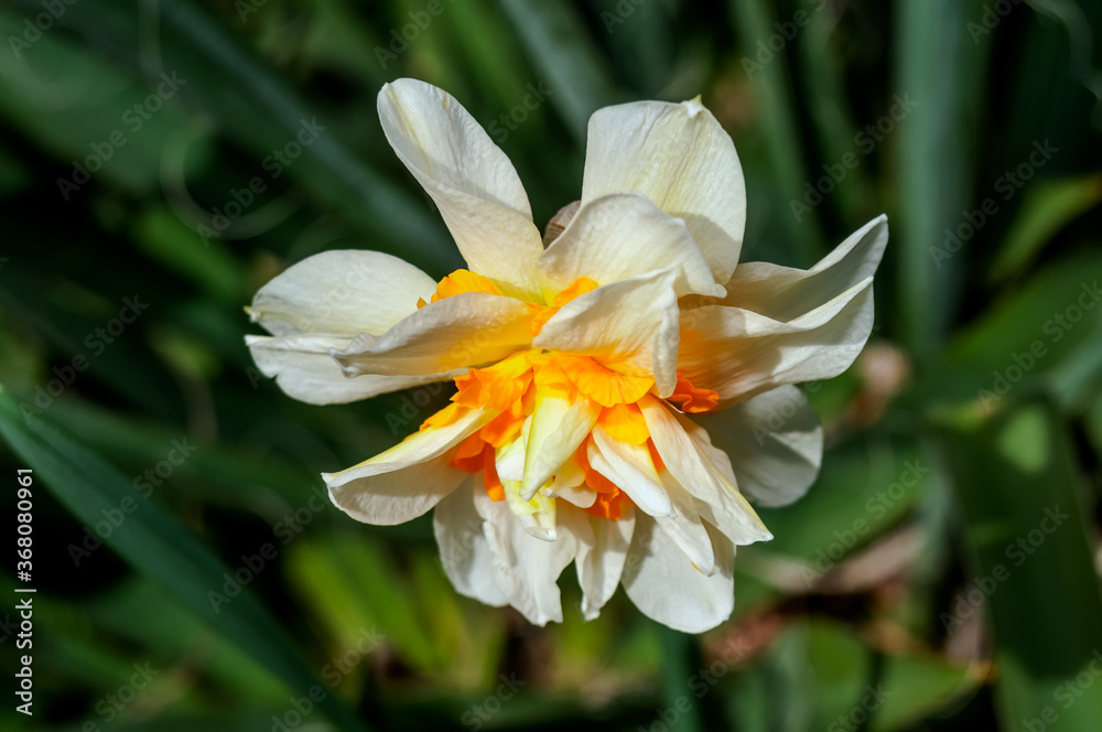 Fototapeta premium Double Daffodil (Narcissus x hybridus) in park