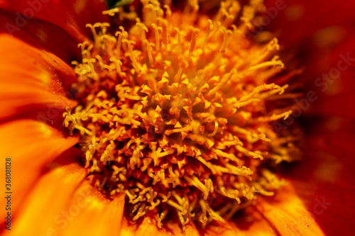 orange flower with pollen as background