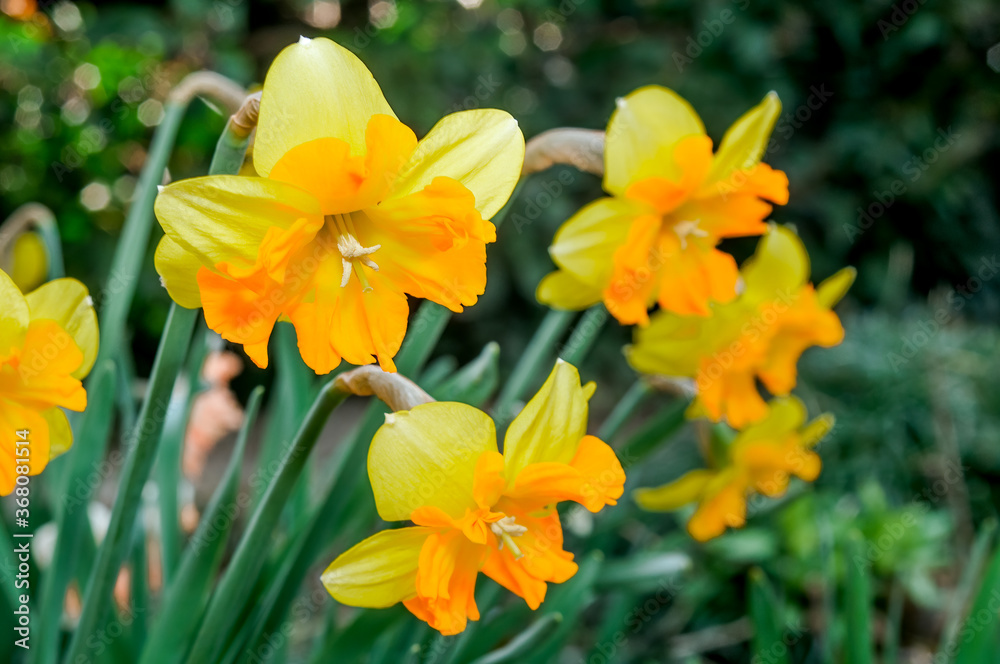 Split-corona Daffodil (Narcissus x hybridus) in park Split-corona Daffodil (Narcissus x hybridus) in park