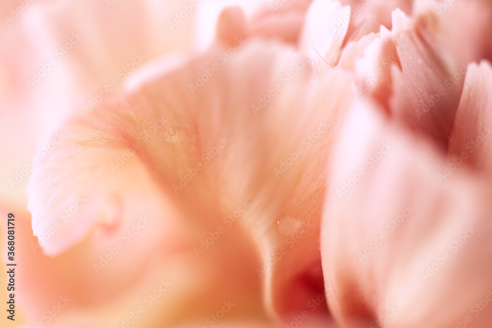 Close up of coral carnation flower with water drops. Floral pastel background. Soft focus, macro. Close up of coral carnation flower with water drops. Floral pastel background. Soft focus, macro.