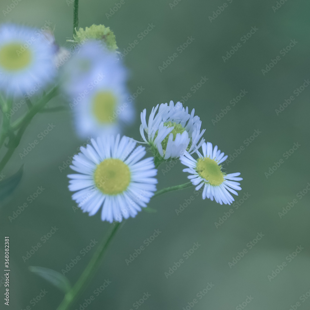 Dim light falling on blooms in the breeze Dim light falling on blooms in the breeze