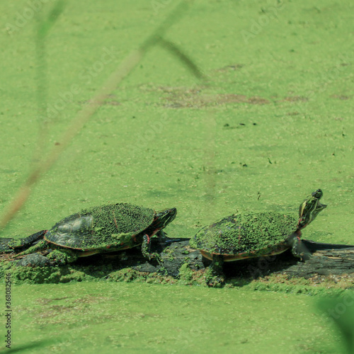 Singing turtles bathed in green algae