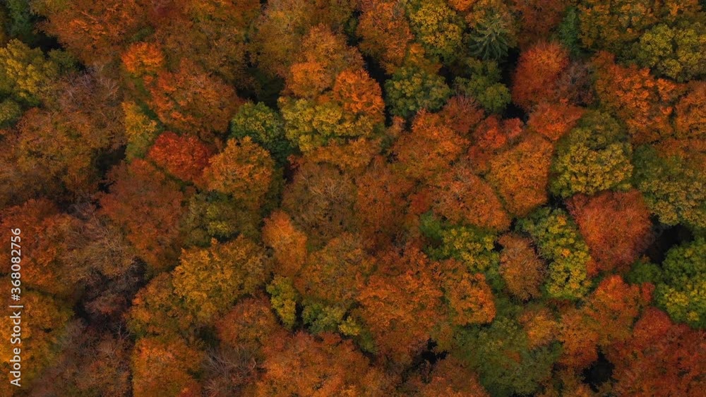Drone view of woodland in autumn, Saarburg, Rhineland Palatinate, Germany Drone view of woodland in autumn, Saarburg, Rhineland Palatinate, Germany
