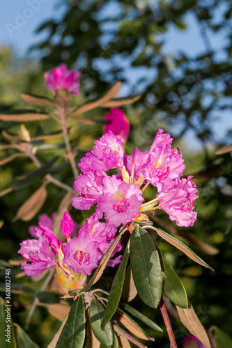 Smirnow Rhododendron (Rhododendron smirnowii) in park photo