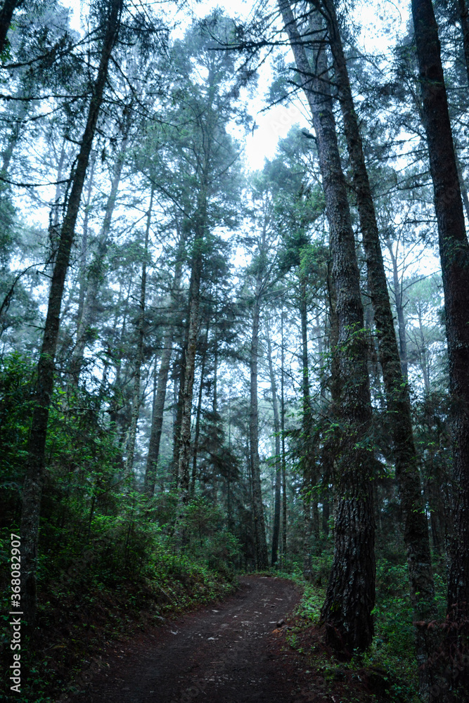 Obraz premium Manantlan