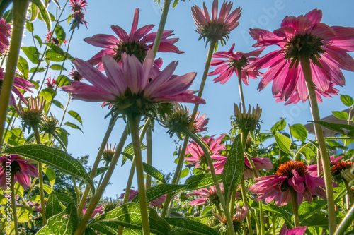 View of purple coneflowers blooming from ground in garden on sunny summer day