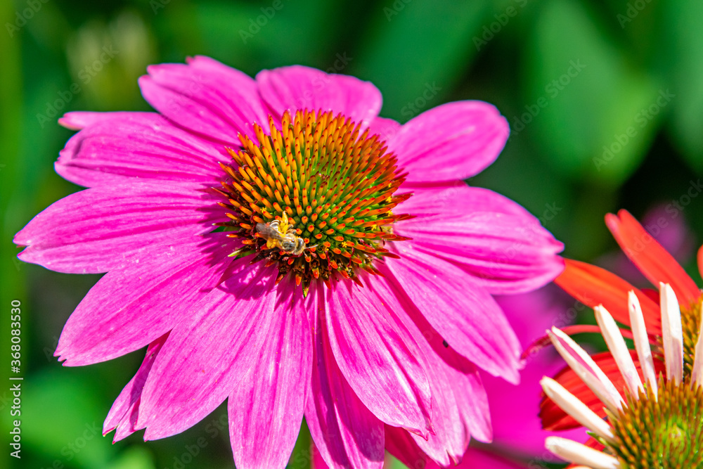 Bee perched on purple coneflower in garden Bee perched on purple coneflower in garden
