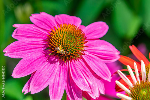 Bee perched on purple coneflower in garden