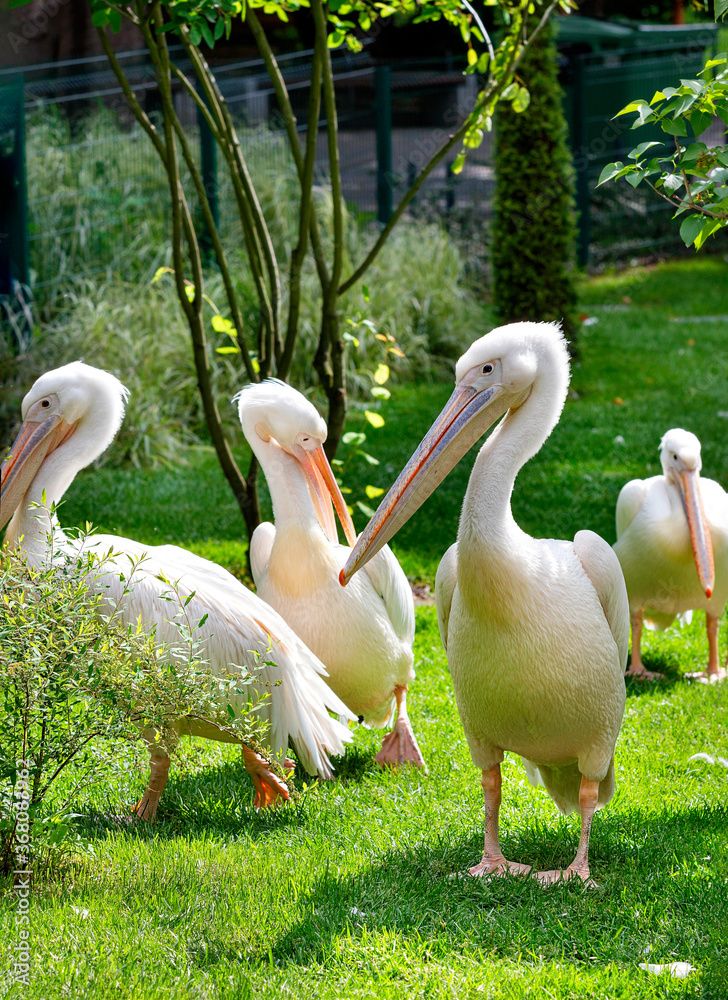 A flock of white pelicans resting on a green lawn in the sunlight. A flock of white pelicans resting on a green lawn in the sunlight.