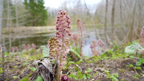 Small pink common toothwort flowers on the ground photo