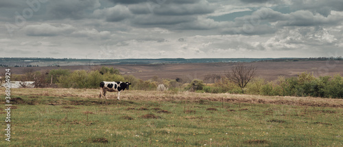 Fototapeta Naklejka Na Ścianę i Meble -  Wide angle image of cow in the pasture, looking at the camera. An animal in a grassy field grazes near anthills in cloudy weather. Image with copy space.
