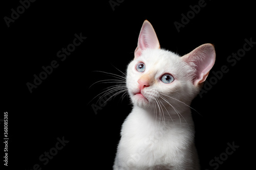 Cute baby white kitten on black background