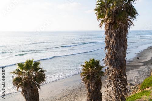 Fototapeta Naklejka Na Ścianę i Meble -  Gorgeous palm trees and Pacific Ocean background in Cardiff by the Sea, California near San Diego. Coastal sunset waves view