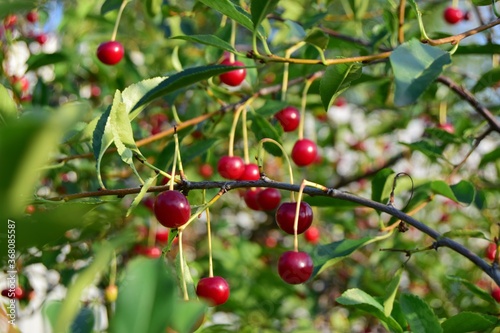 cherries on a tree