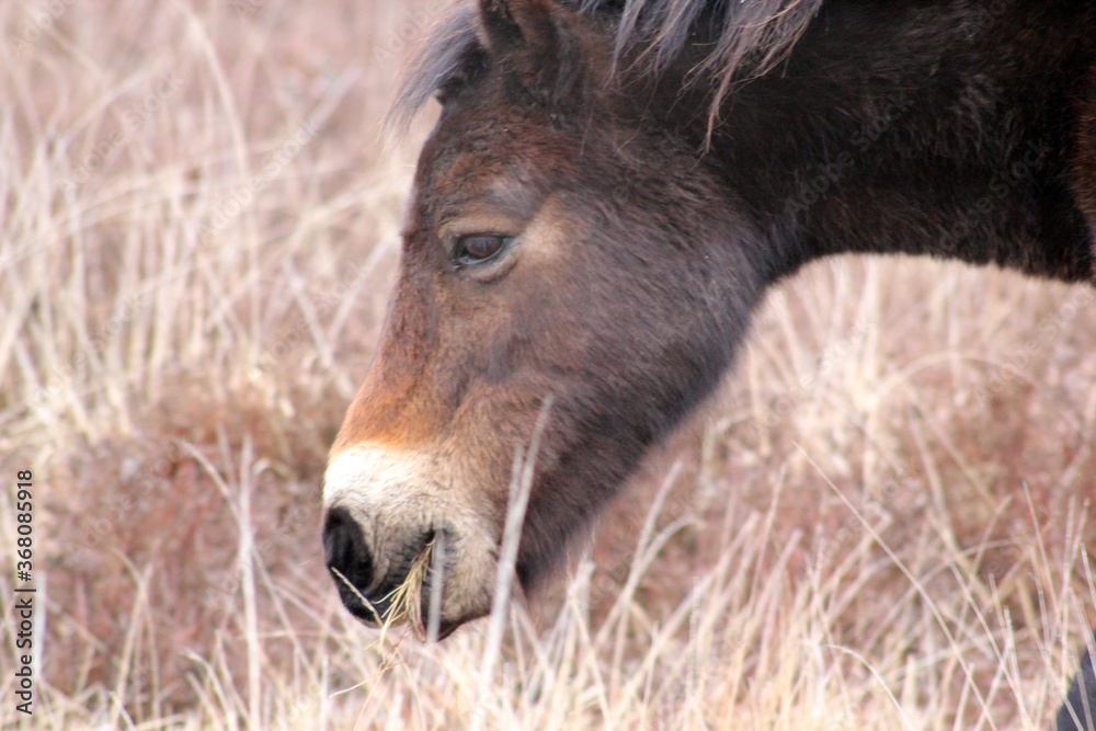 Exmoor Pony foal baby or ponies are a breed of horses native to the British isles they still live wild in Devon and Somerset south West England Exmoor Pony foal baby or ponies are a breed of horses native to the British isles they still live wild in Devon and Somerset south West England